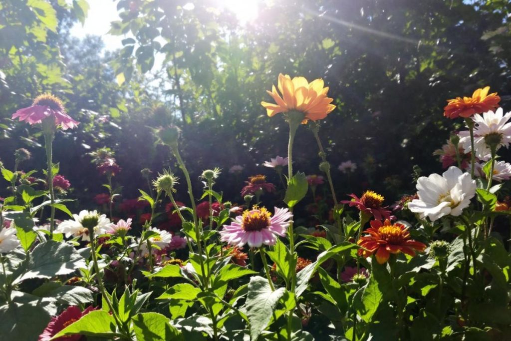 Ce havre fleuri classé parmi les plus beaux de France
