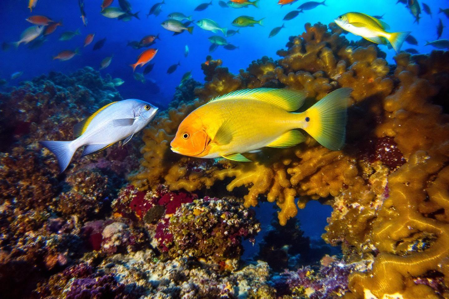 Poissons jaunes et blancs près de coraux colorés