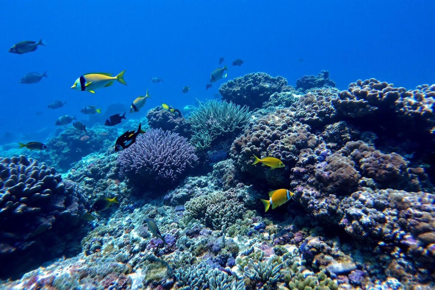 Poissons jaunes et bleus nageant parmi des coraux luxuriants