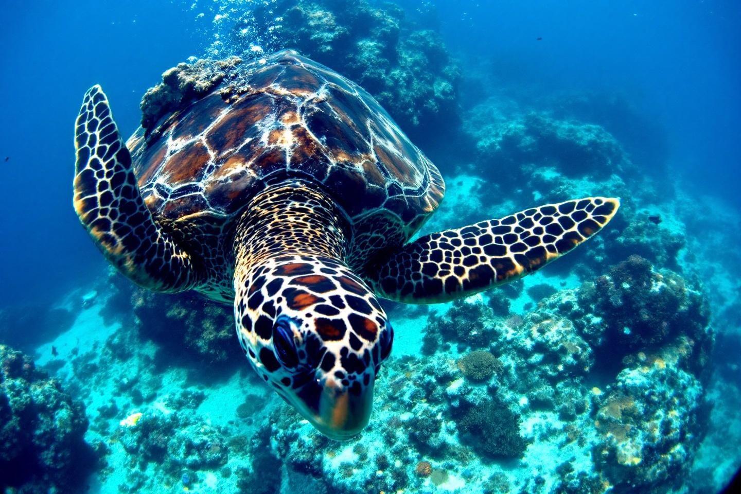 Tortue marine aux motifs tachetés nageant parmi des coraux bleus
